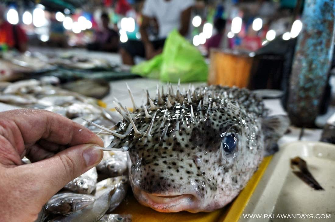рыба на Филиппинах. Какая рыба есть на Филиппинах