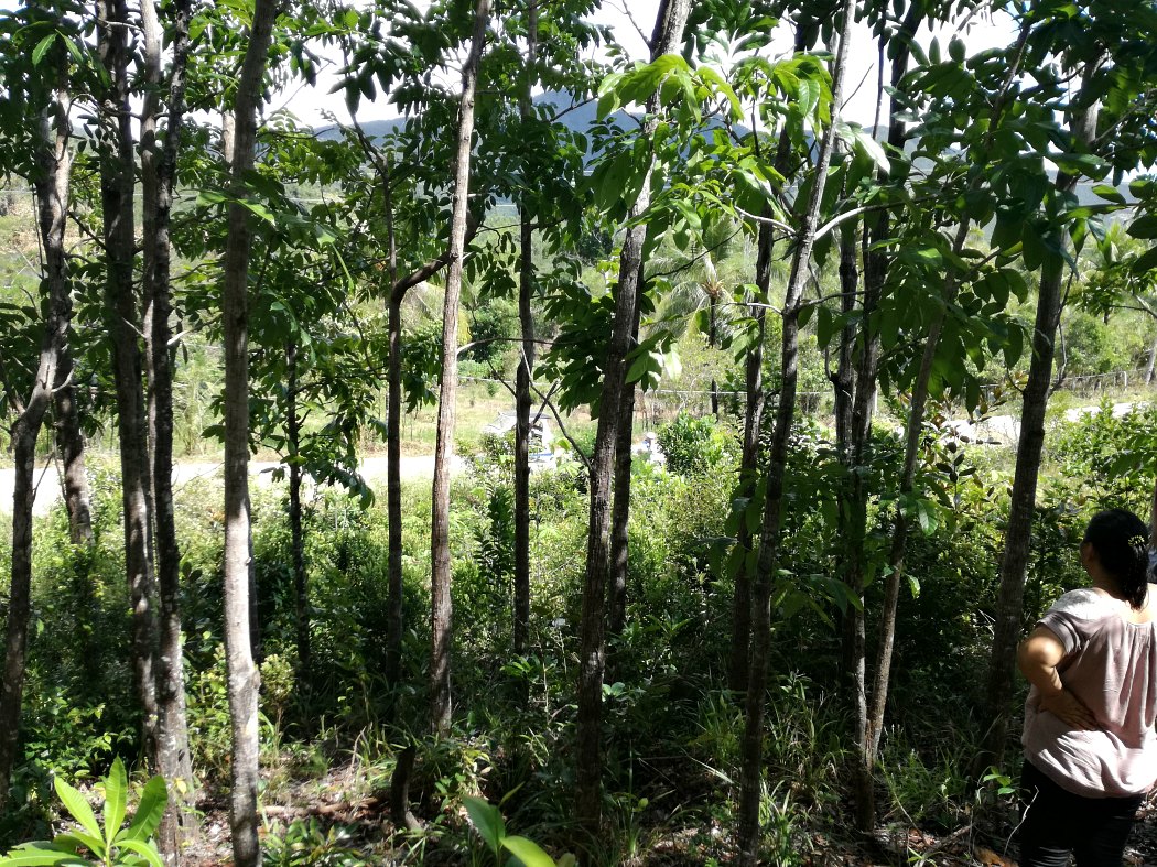 lot for sale palawan